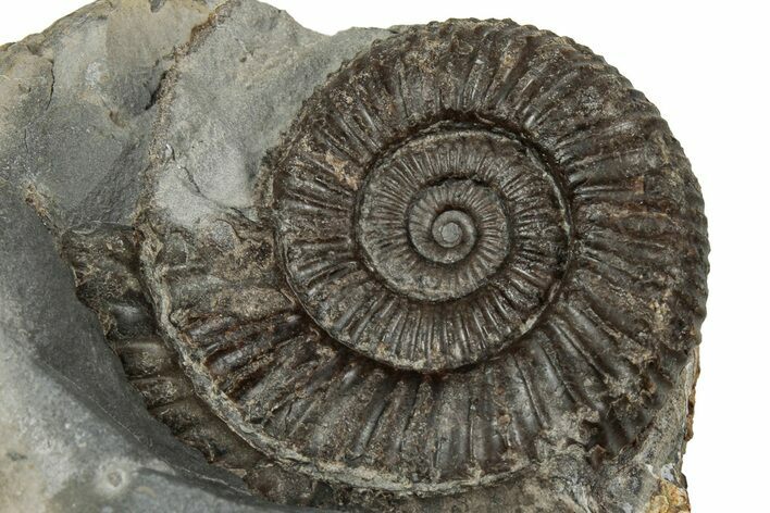 Jurassic Ammonite (Dactylioceras) Fossil - England #351294
